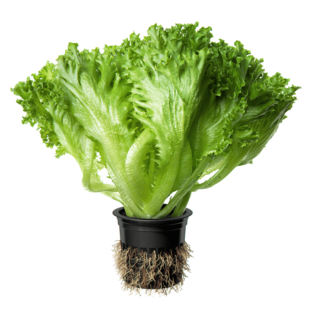 Салат листовой Фриллис (1 шт)